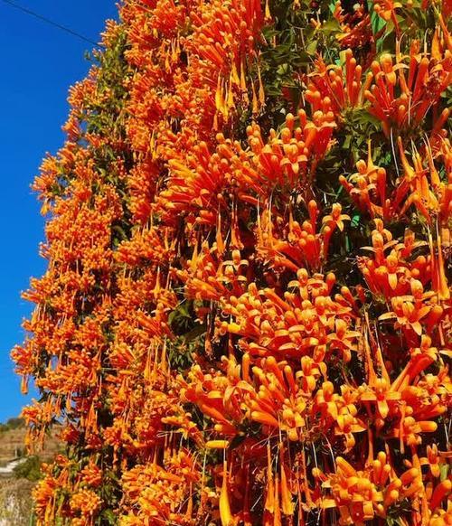大理市花：茉莉花，寓意甜蜜芬芳