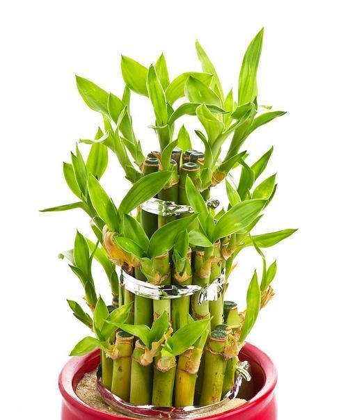 家居盆栽首选！教你如何种植富贵竹（适合在家养，无忧无虑享受绿色生活）