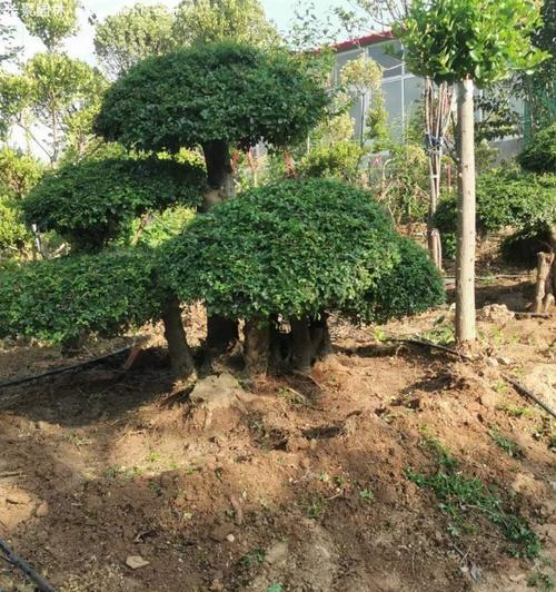 如何正确浇水白蜡树？（时间、方法、注意事项）