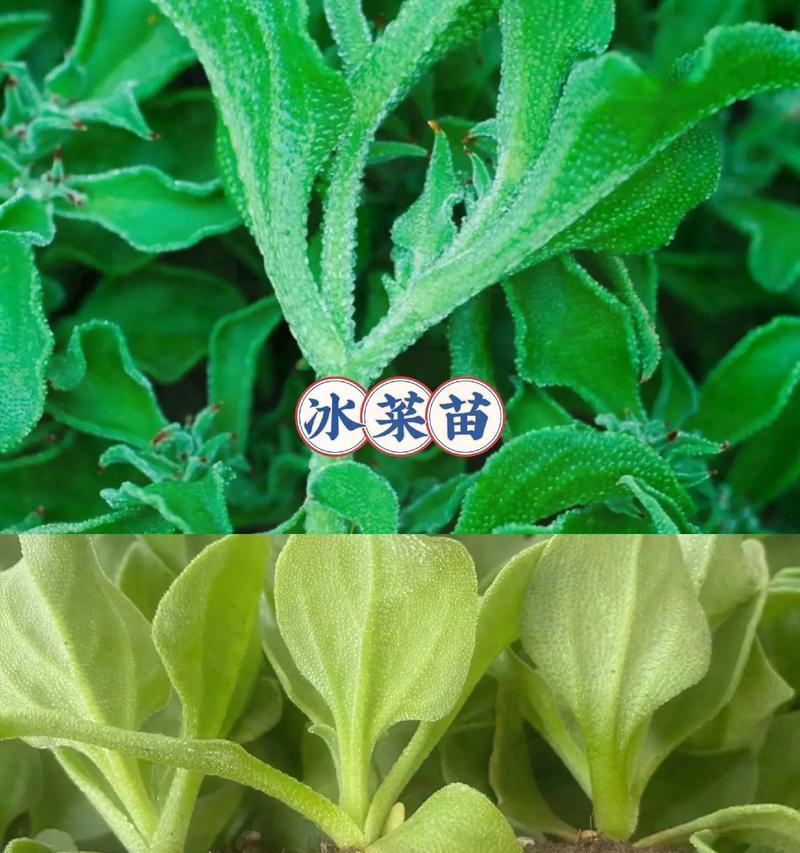 冰菜的种植与收获（一年可种几次？种植周期有哪些注意事项？）
