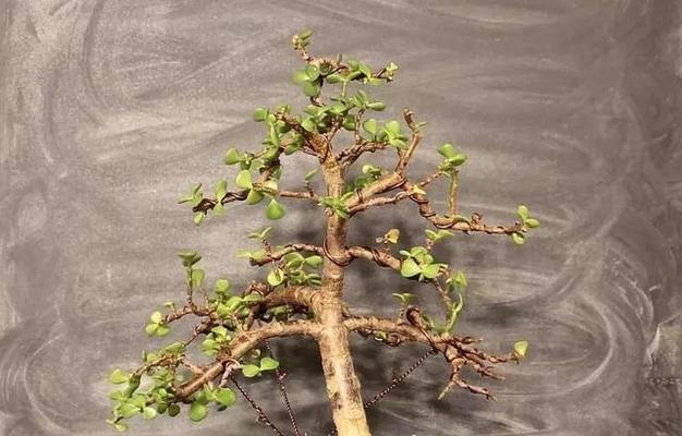 金枝玉叶的浇水技巧（如何科学浇水让金枝玉叶茁壮成长）