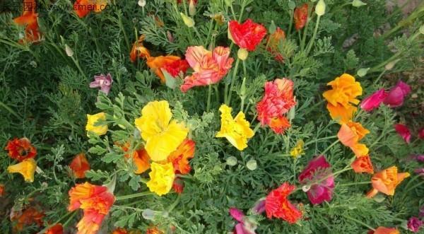 花菱草的最佳播种时间（掌握花菱草的生长规律，精准选择种植时间）