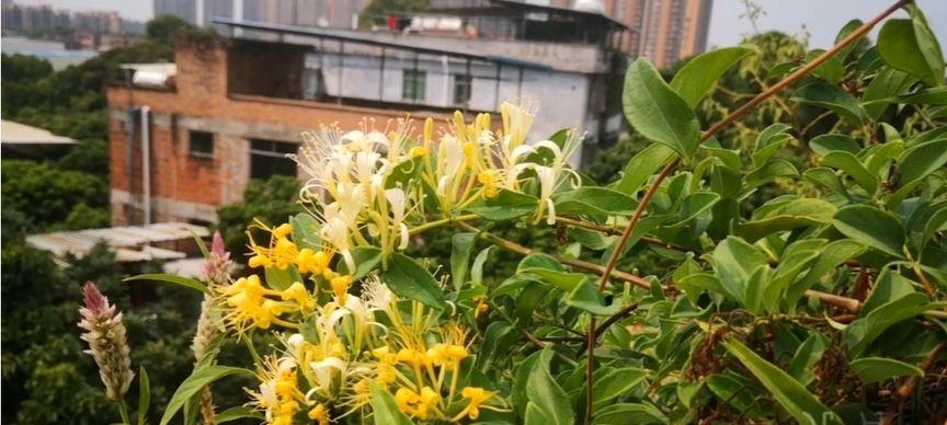 秋天移栽金银花，植株更健康（金银花的最佳移栽时间及注意事项）