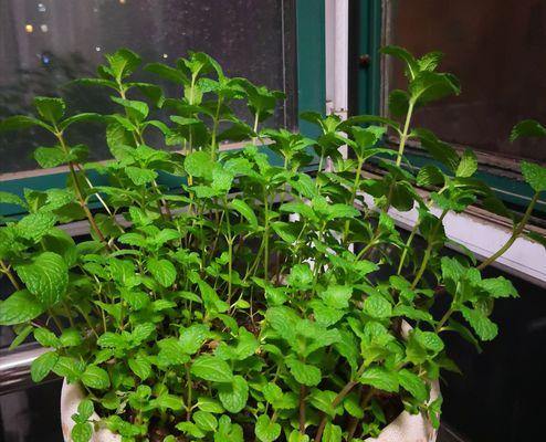 薄荷的外观特征（探究薄荷的形态、叶子、花朵等特征）