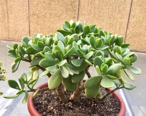 凉开水浇花（烧开的凉水可以代替自来水浇花吗？凉开水浇花好吗？）