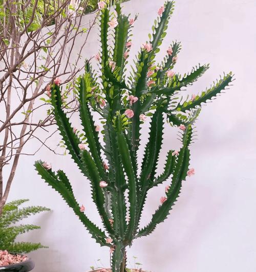 龙骨开花频率及影响因素研究（龙骨多久开花一次？探究影响龙骨开花的关键因素）