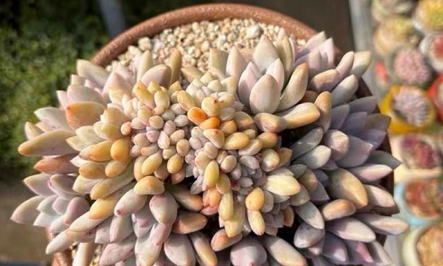 多肉植物奥普琳娜的养殖方法(轻松掌握,让你的奥普琳娜长得更加茂盛)