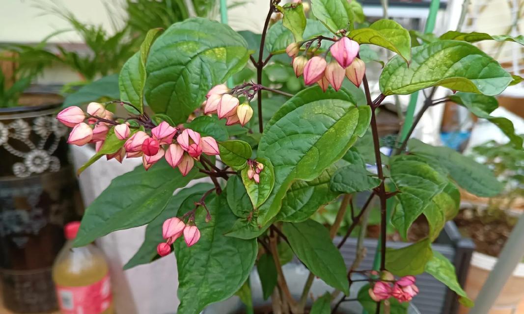 春天里的法国茉莉花开时节（一年一度的鲜花盛宴，等你来赏！）