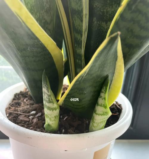 虎皮兰换盆后的浇水周期（如何掌握虎皮兰浇水时间？）