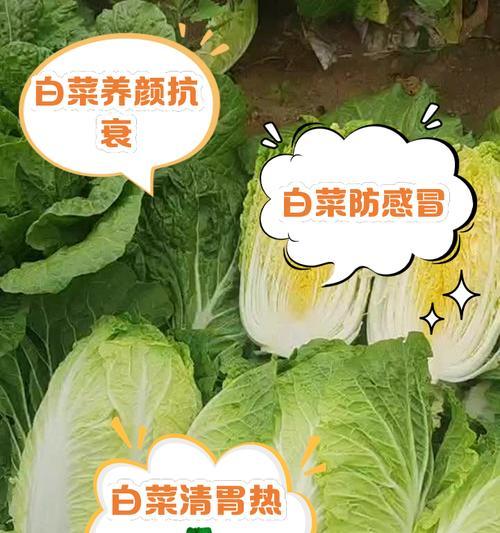 大白菜的象征意义（探究大白菜在中国文化中的重要地位）