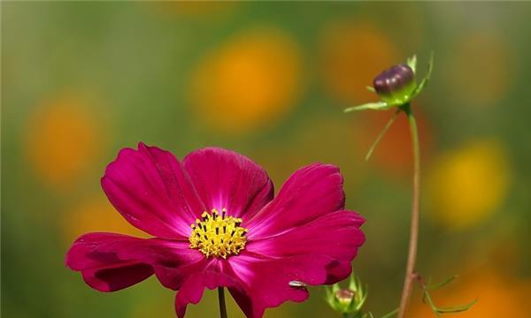 格桑花的生长特点和栽培技巧（掌握这些关键因素，让你的格桑花绽放美丽）