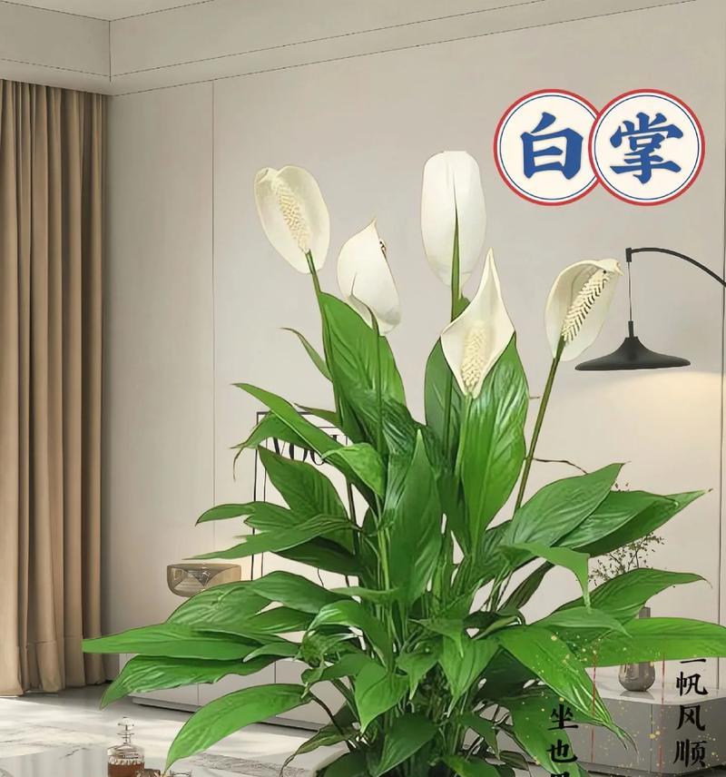 白掌的养护技巧（白掌是否需要每天浇水）