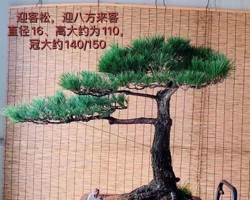 家门口适合种植黑松吗？（探究黑松适宜种植的环境条件）