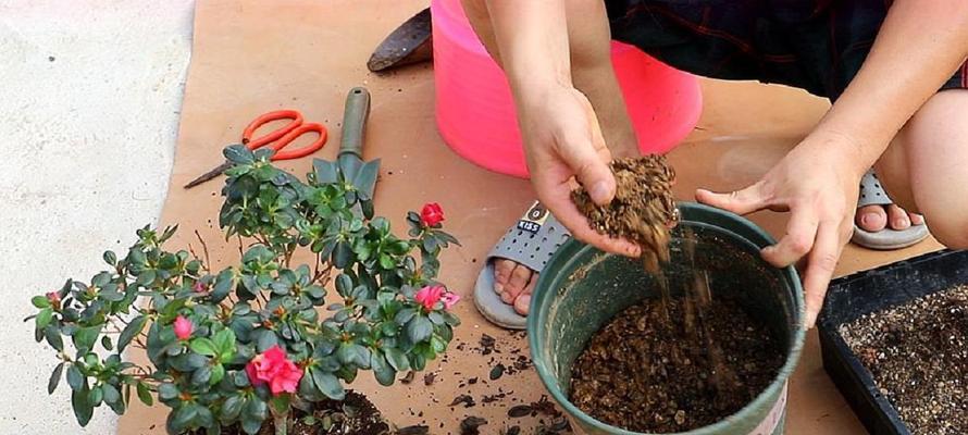 芦荟换盆后的浇水方法（浇水的时间、频率、量以及注意事项）