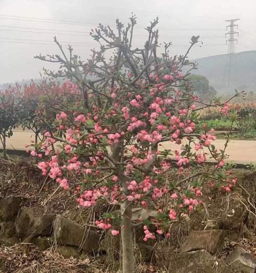 探秘垂丝海棠的生长习性（垂丝海棠是乔木还是灌木植物？植物学家告诉你）