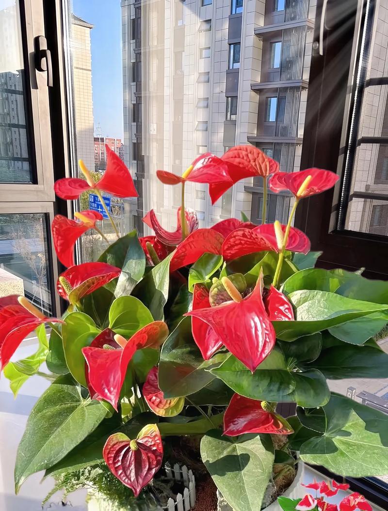 红掌花的毒性和适宜环境（毒性小但需小心种植、适合室内养护）