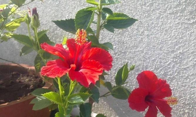 扶桑花修剪全攻略（从入门到高级，教你如何正确修剪扶桑花）