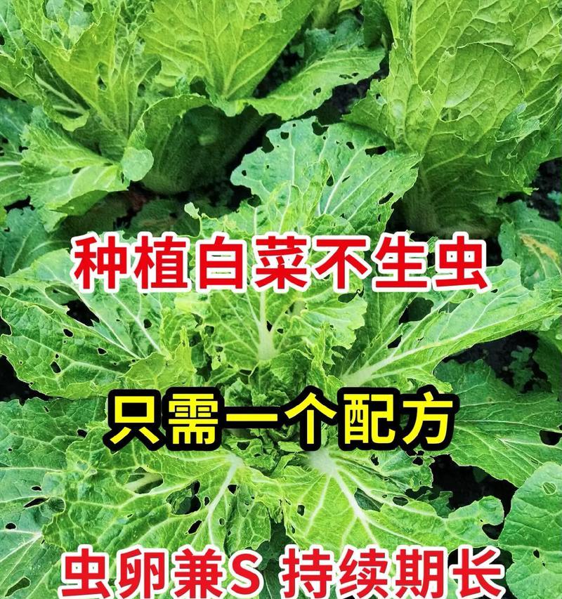 白菜种植全攻略(从选地、施肥到收获,教你轻松种出好白菜)
