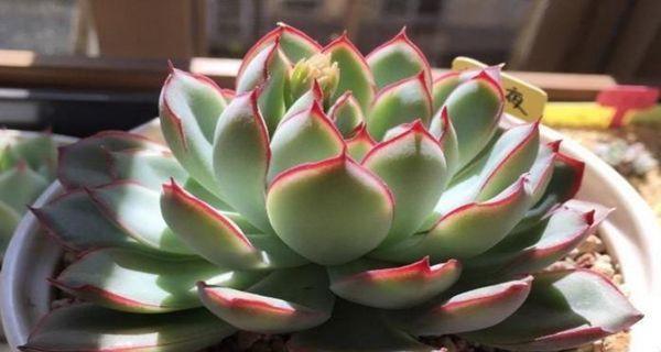 如何成功养爆盆花月夜？（花月夜养护秘籍，让你轻松打造美丽庭院）