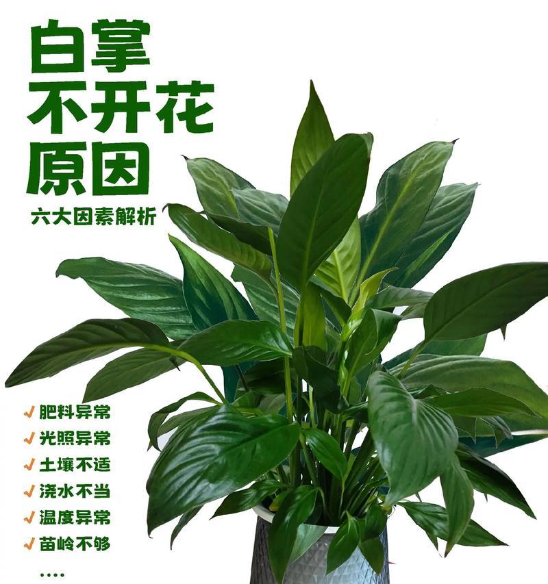 白掌养殖全攻略（白掌，美丽与易养的完美结合）