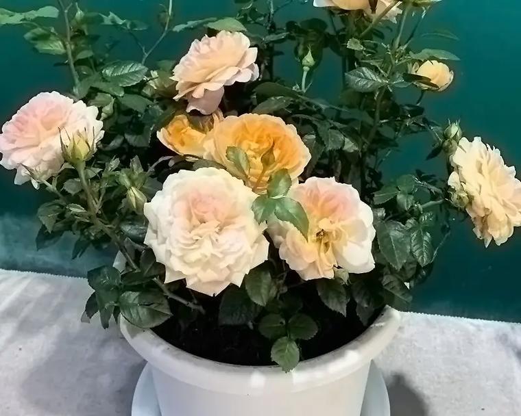 莲花宝石月季的优缺点（探寻莲花宝石月季的特点与不足）