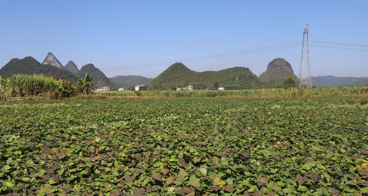 红薯的最佳采收时间及注意事项（根据地区气候条件合理选择采收时间）