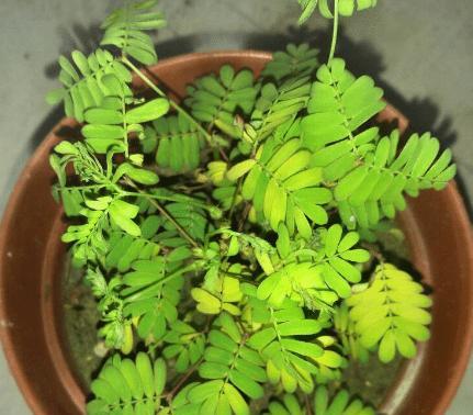 含羞草需要晒太阳吗？（了解含羞草的生长条件和养护方法）