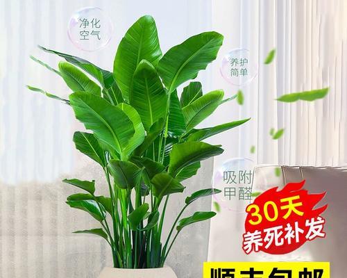 鹤望兰（鹤望兰能否有效吸附甲醛？——揭秘鹤望兰的真正作用）