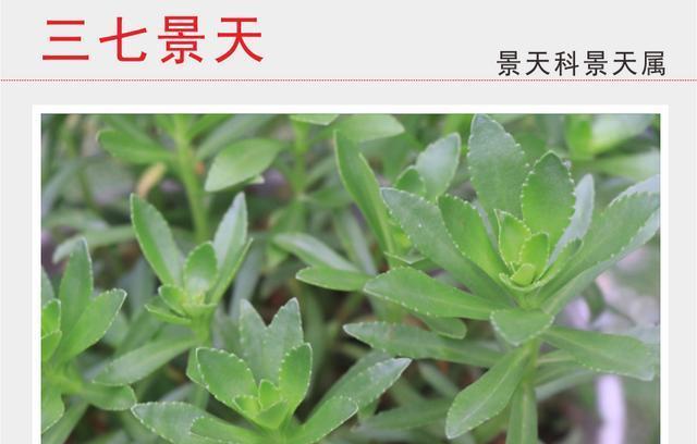景天科花卉的种类与特点（探究景天科花卉的生长环境、形态特征、用途及栽培技巧）