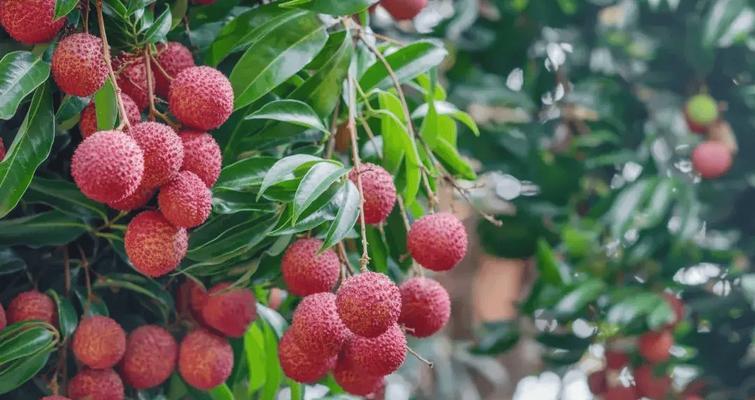 荔枝树生长特点及果实季节全解析:荔枝的开花、结果及成熟时间表