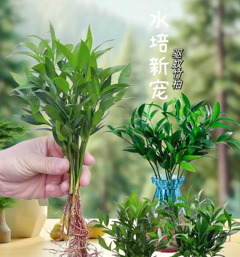 家居风水知识之竹柏吉利的摆放方法（如何在家中放置竹柏吉利才能获得好的风水效果）