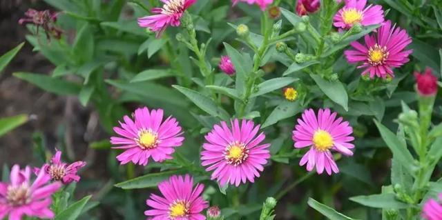 荷兰菊花的生长期与养护技巧（荷兰菊花生长周期、生长要求、管理技巧与养护经验）