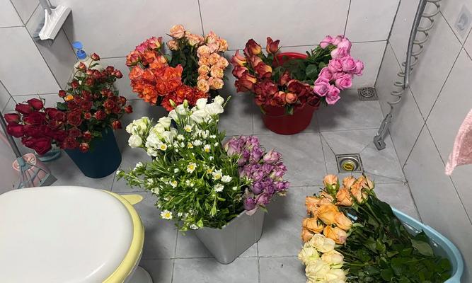 景天怎么醒花（景天鲜花醒花方法）