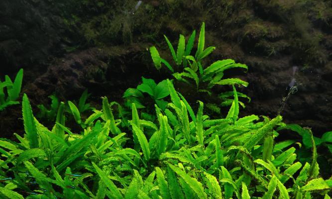 蓝藻——一种特殊的微生物（从分类到毒性分析）