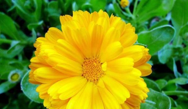 金盏花的五彩斑斓(探秘金盏花的五种颜色)