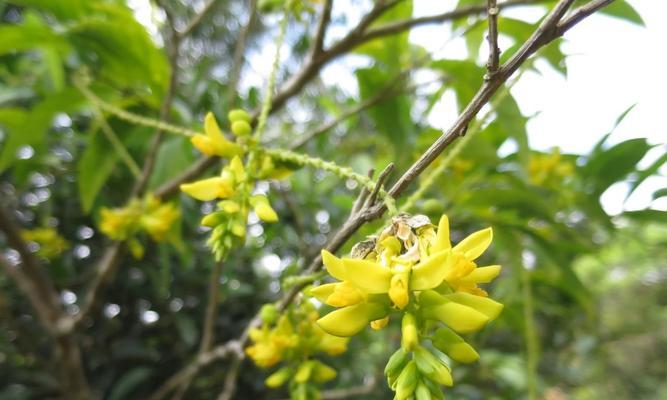 法国香水藤为什么不开花？（探究香水藤不开花的原因与解决方案）
