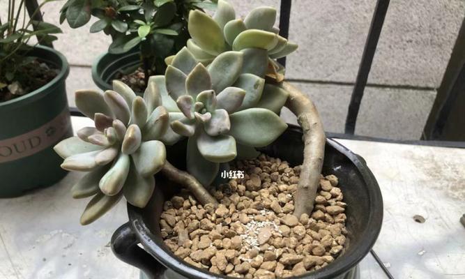 冬美人的上盆时间与养护方法（打造花园中的冬季瑰宝，冬美人的种植与护理）