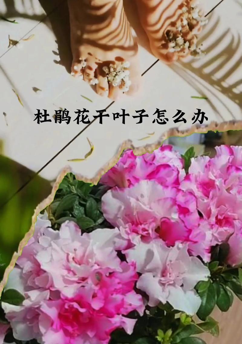 杜鹃花枯枝怎么办——挽救你的杜鹃花生命