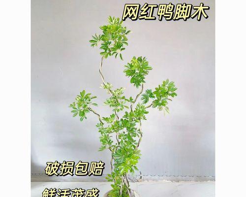 八方来财养殖方法（轻松学会八方来财的种植技巧，让财富源源不断！）