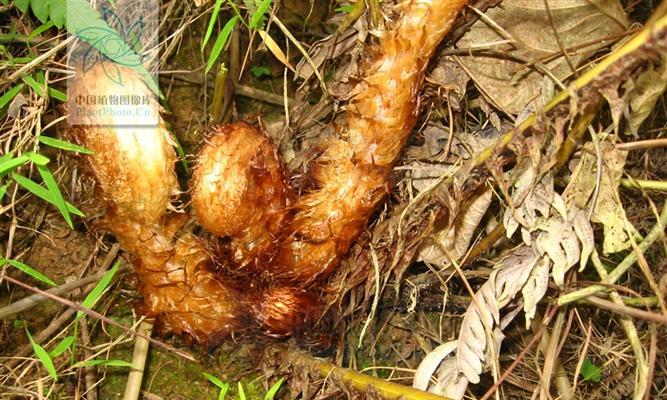 狗脊——国家一级保护植物（狗脊的生态价值、分布范围和保护现状）