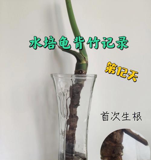 水培龟背竹怎么养才能更旺盛？（如何培养更加健康的龟背竹）