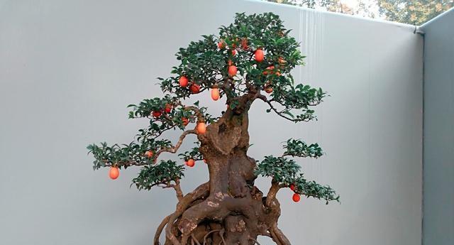 金弹子种子发芽周期详解（了解金弹子种子发芽需要多长时间，帮助你轻松培育好植物）