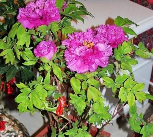 牡丹种植指南（如何选择种植地点以及养护技巧）