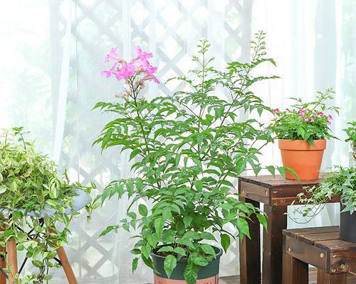 探秘非洲凌霄的开花奥秘（非洲凌霄开花时间及相关知识）