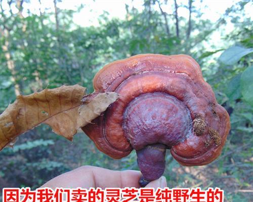 灵芝的生长环境（喜欢的气候条件、土壤条件和生长场所）