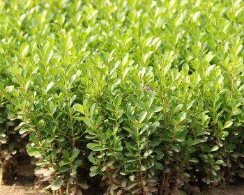 黄杨植物的生长习性（喜阴还是喜阳？）