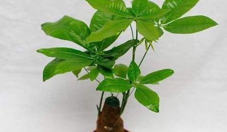 家庭植物种植指南（选择适合家庭环境的植物，让生活更美好）