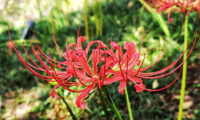 彼岸花为什么长叶子不开花？（原因和处理方法详解，）