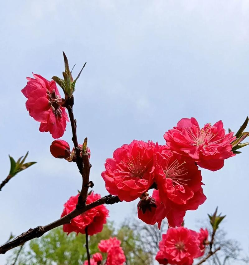 如何正确催开海棠花？（催花时间、方法、全攻略）