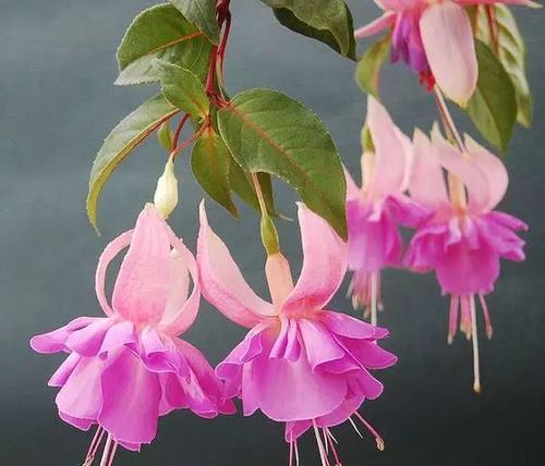 倒挂金钟开花时间与特点（探究倒挂金钟一年开几次花及其生长环境）